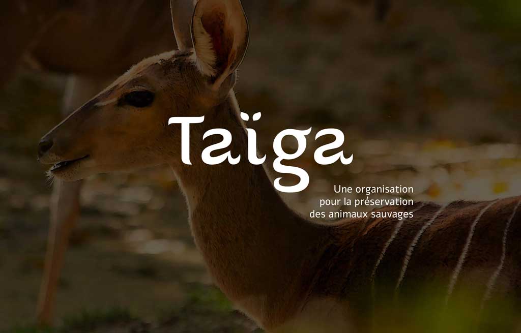 Taiga - préservation animaux sauvages