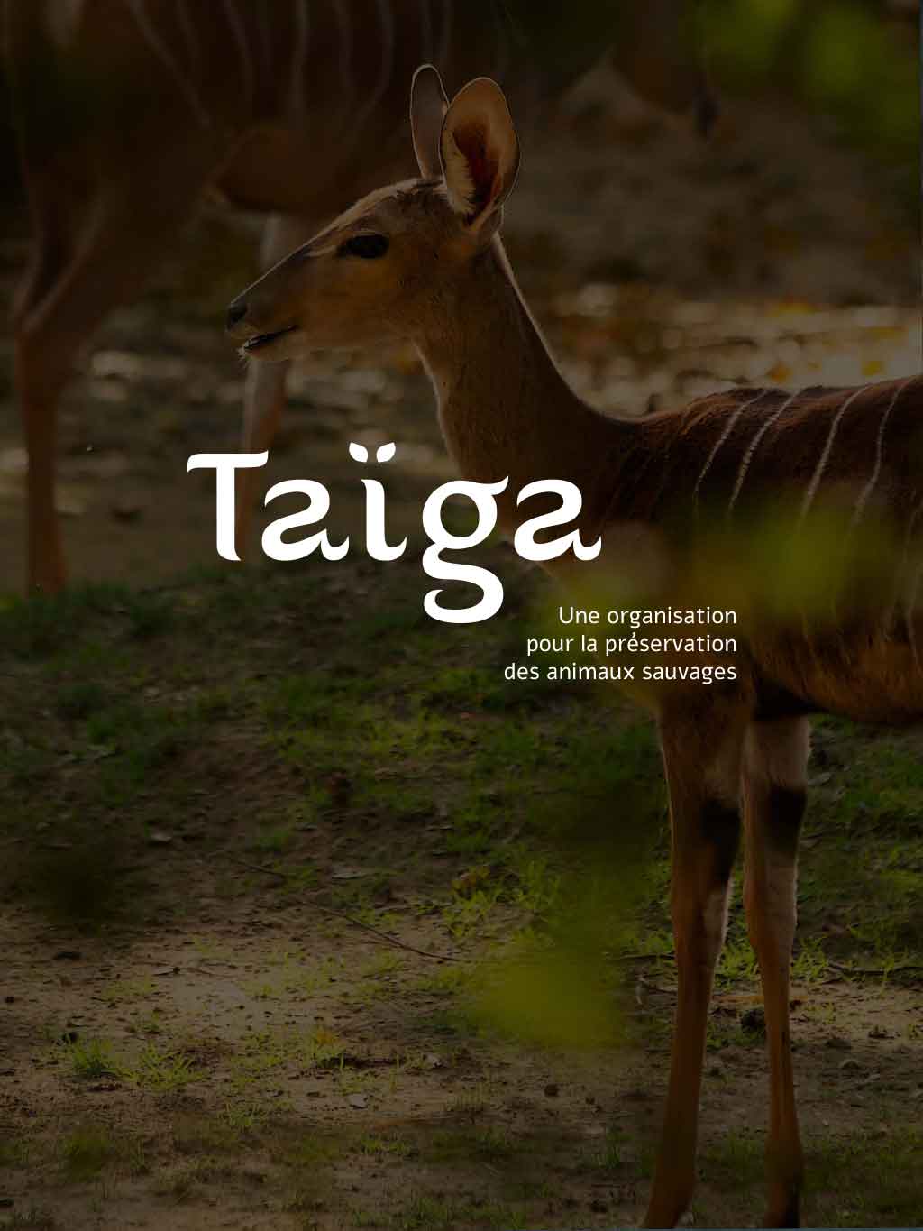 Taïga préservation des animaux sauvages